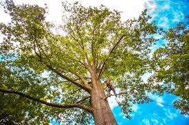 Best Tree Preservation Services  in Menifee, CA