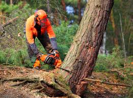 Best Storm Damage Tree Cleanup  in Menifee, CA