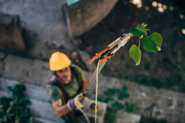 Best Hedge Trimming  in Menifee, CA