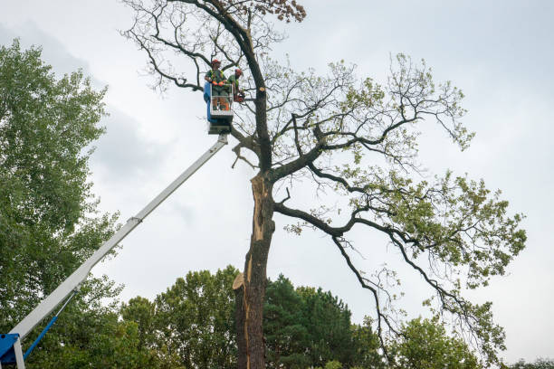 Reliable Menifee, CA  Tree Services Solutions