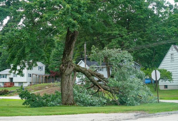 Best Tree Disease Treatment  in Menifee, CA