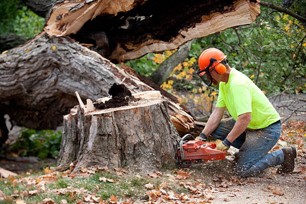 Best Arborist Consultation Services  in Menifee, CA