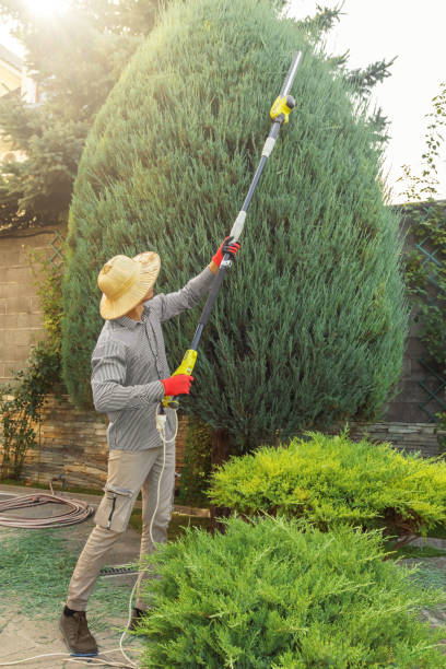 Why Choose Our Tree Removal Services in Menifee, CA?