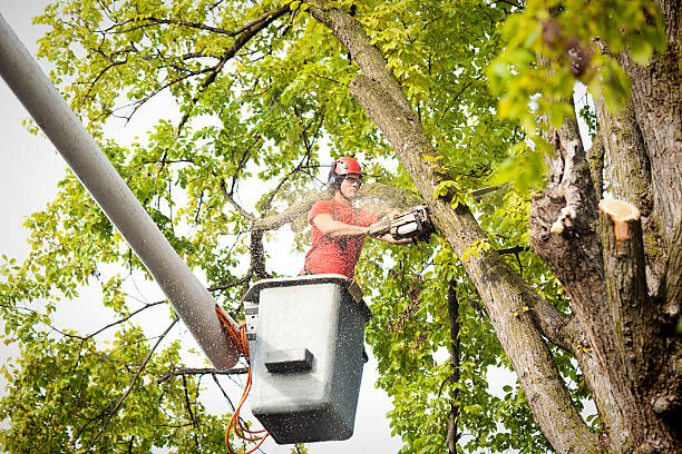 Best Tree Removal  in Menifee, CA